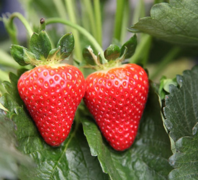 Brighter weather means sweeter strawberries and 50% more than this time last year