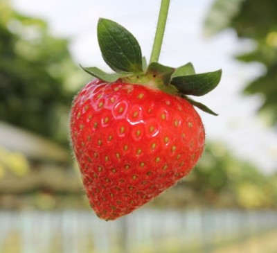 Warmer winter and spring mean an early summer –   British strawberries are now on supermarket shelves in abundance